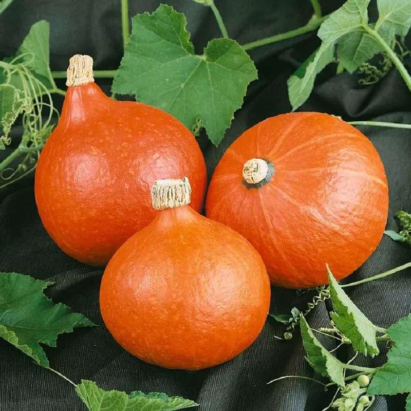 PNOS calabaza gigante Dolores semillas de hortalizas, 5 g