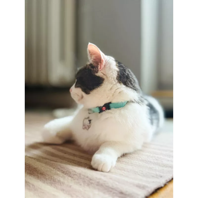 ZOLUX Chatouille azul - collar para gatos