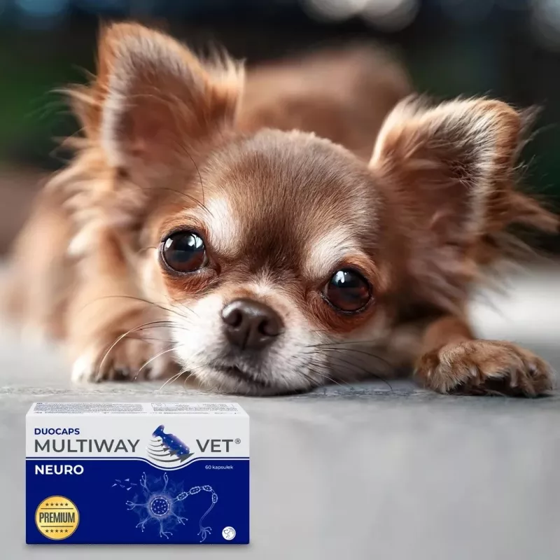 Cápsulas de complemento alimenticio JM Sante Multiway Neuro para perros y gatos, 60 uds., 150 g, reduce la tensión nerviosa