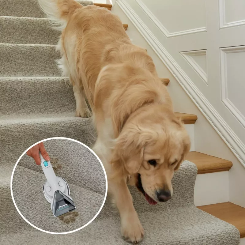 Sharkclean PX200EUT limpiador de alfombras de mano limpieza profunda/ligera blanco