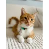 Collar para gatos ZOLUX CHATOUILLE con colgante en forma de pájaro, verde