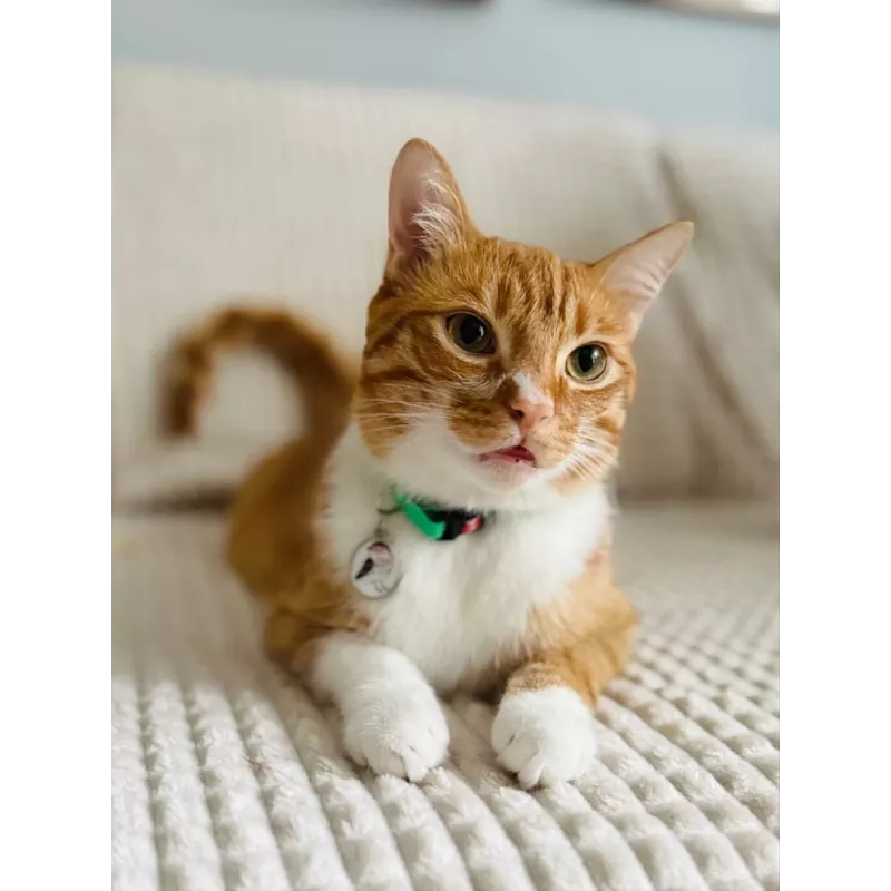 Collar para gatos ZOLUX CHATOUILLE con colgante en forma de pájaro, verde