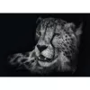 Ashley Rader: Speed - Gepard, Im Zeichen der Anmut, puzzle 1000 piezas