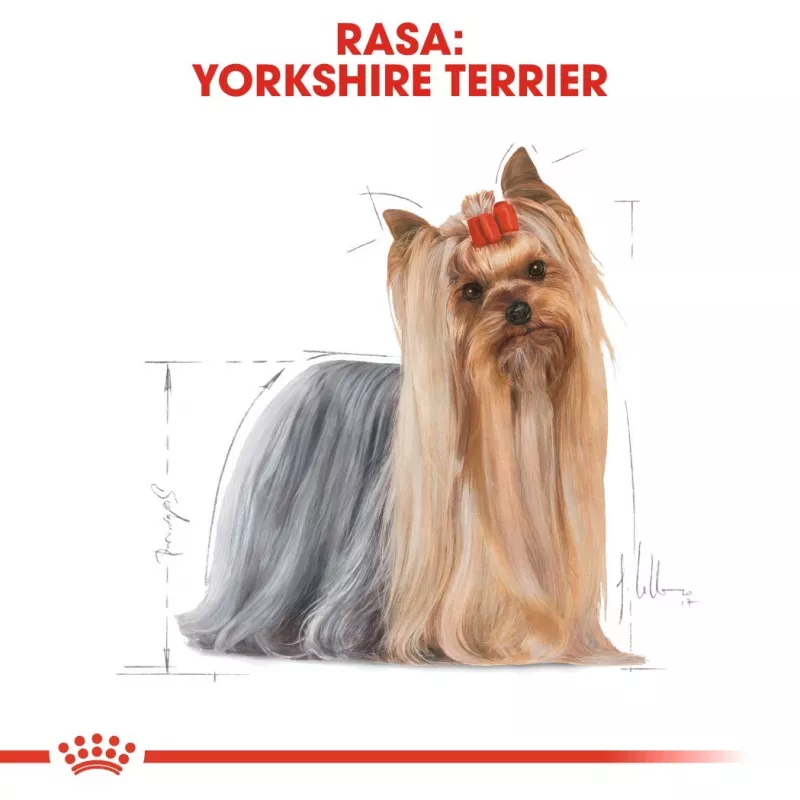 ROYAL CANIN BHN Yorkshire Terrier Adult - Comida seca para perros - 3kg