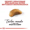Pienso para gatos Royal Canin British Shorthair Kitten 2 kg — Pollo, 38 % proteínas, 20 % grasas, fórmula de crecimiento