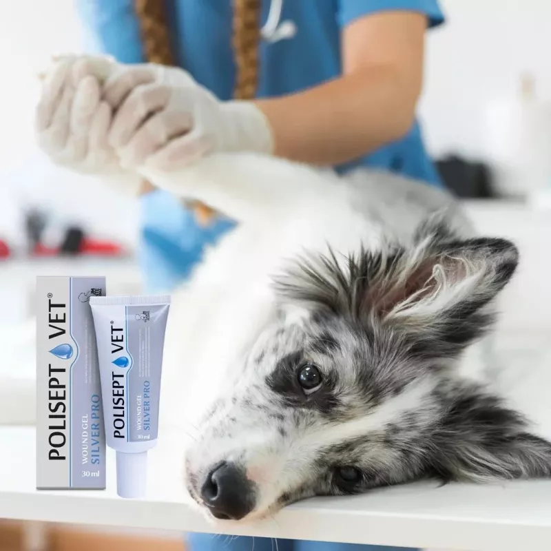 Gel para heridas JM Sante Polisept Vet Silver Pro 30 ml – cuidado tópico de heridas para perros y gatos, tubo de 30 ml