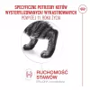 Royal Canin Ageing Sterilised 11+ comida seca para gatos 4 kg