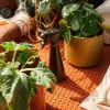Pulverizador de cuidado de plantas 1071306