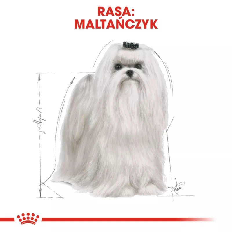 Royal Canin Maltese Adult pienso para perros, 1,5 kg