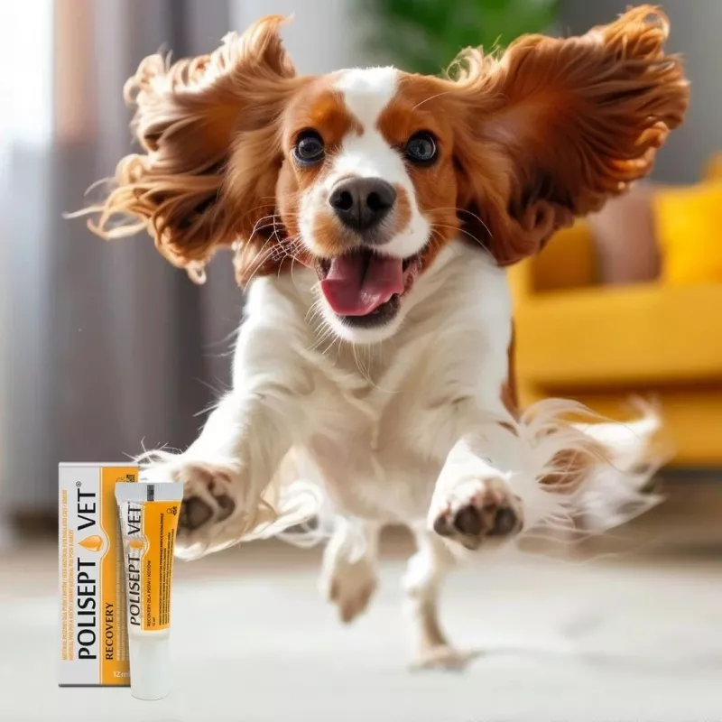 Suplemento energético oral JM Sante Polisept Vet Recovery Tubo 12 ml para perros y gatos adultos, convalecencia