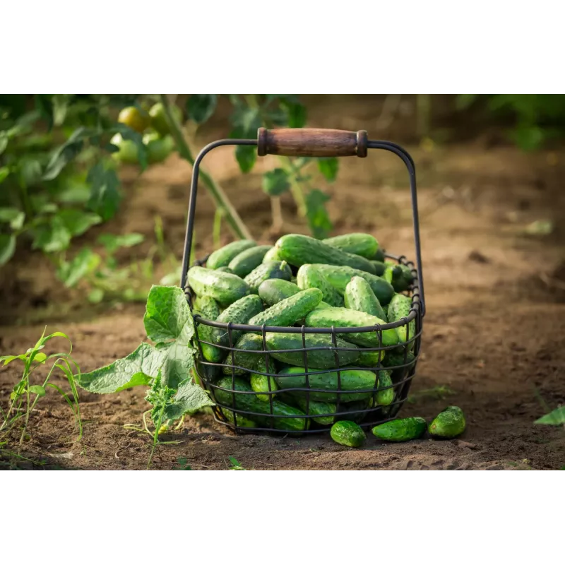 Pepino Wisconsin SMR 58 Toraf semillas de hortalizas, paquete de 5 g