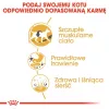 Royal Canin Siamese Adult pienso seco para gatos, 2 kg