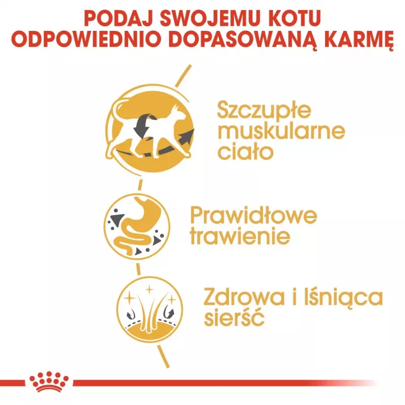 Royal Canin Siamese Adult pienso seco para gatos, 2 kg