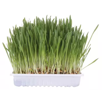 Snack de hierba gatera Trixie TRIXIE 100 g — hierba gatera vegetal para gatos adultos, envase de cartón