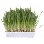 Snack de hierba gatera Trixie TRIXIE 100 g — hierba gatera vegetal para gatos adultos, envase de cartón