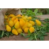 Tomate cherry Perun Toraf semillas de hortalizas, paquete de 0,5 g