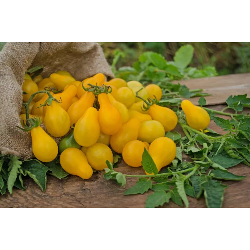 Tomate cherry Perun Toraf semillas de hortalizas, paquete de 0,5 g