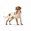 Royal Canin SHN Medium Adult pienso seco para perros, 15 kg