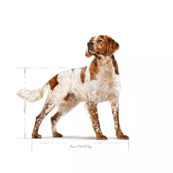 Pienso seco para perros Royal Canin SHN Medium Adult 15 kg — alimento completo para perros adultos medianos, ave, 25 % proteína, 14 % grasa