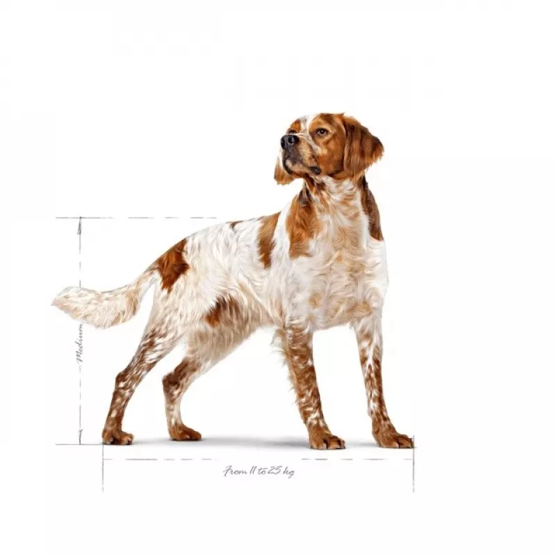 Royal Canin SHN Medium Adult pienso seco para perros, 15 kg