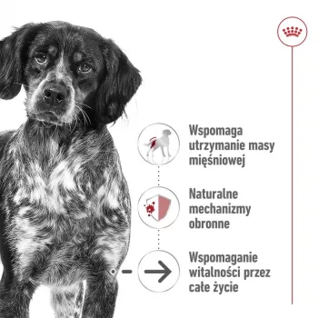 ROYAL CANIN SHN Medium Ageing lata 410 g
