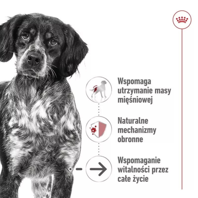 ROYAL CANIN SHN Medium Ageing lata 410 g