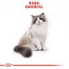 Royal Canin FBN Ragdoll Adult pienso seco para gatos, 2 kg