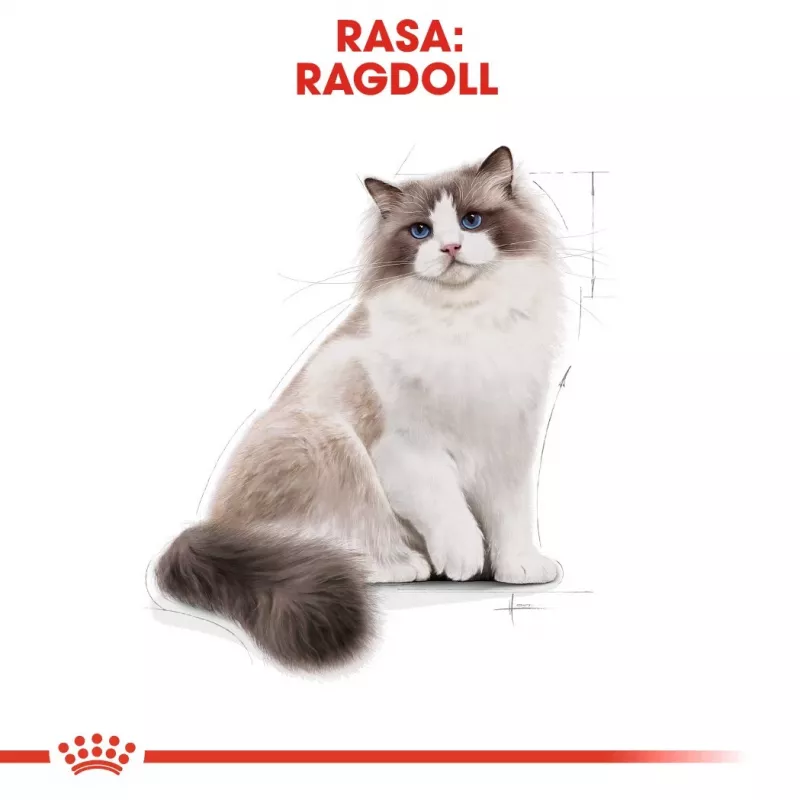 Royal Canin FBN Ragdoll Adult pienso seco para gatos, 2 kg