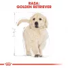 Royal Canin Golden Retriever Puppy pienso seco para perros, 12 kg