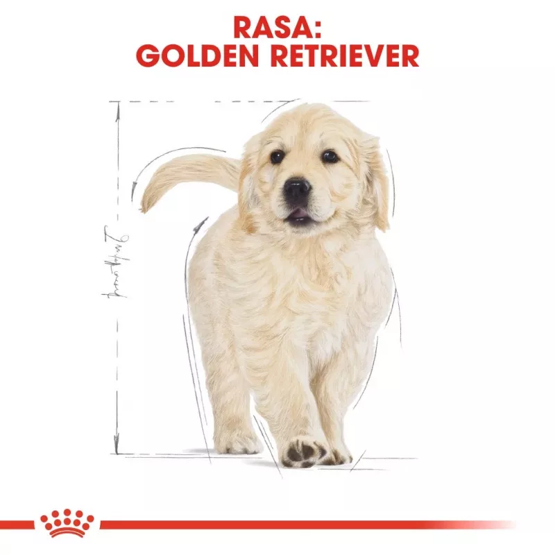 Royal Canin Golden Retriever Puppy pienso seco para perros, 12 kg