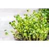 Pipas de girasol negras PNOS para germinar, paquete de 20 g