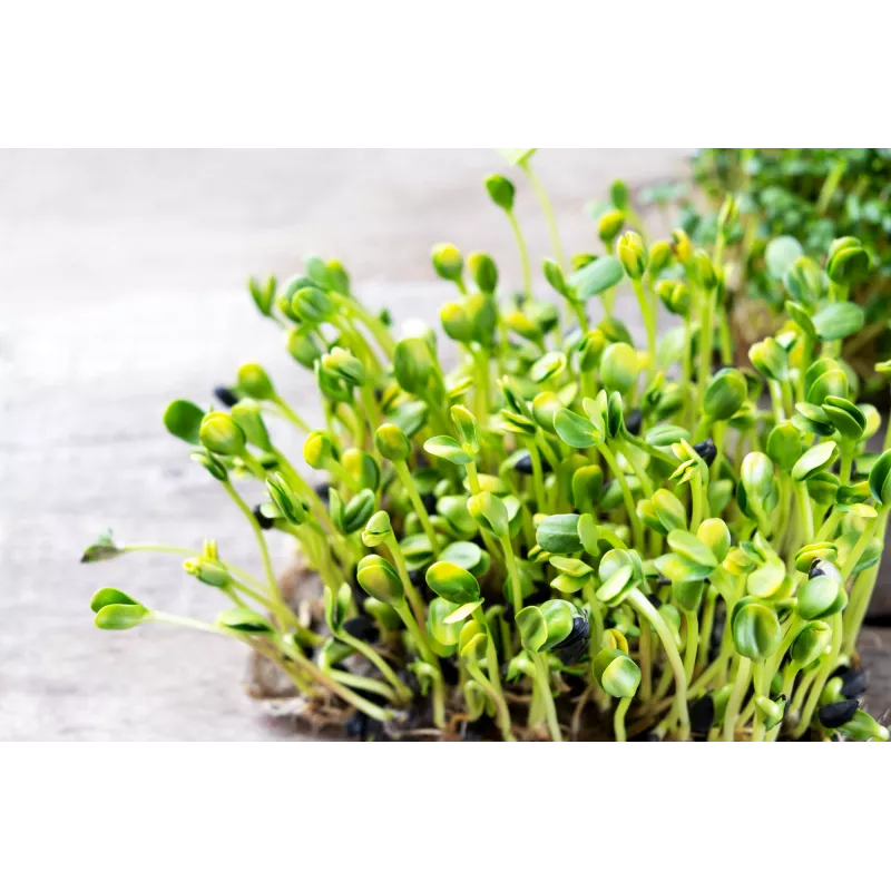 Pipas de girasol negras PNOS para germinar, paquete de 20 g