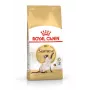 Royal Canin Siamese Adult pienso seco para gatos, 2 kg