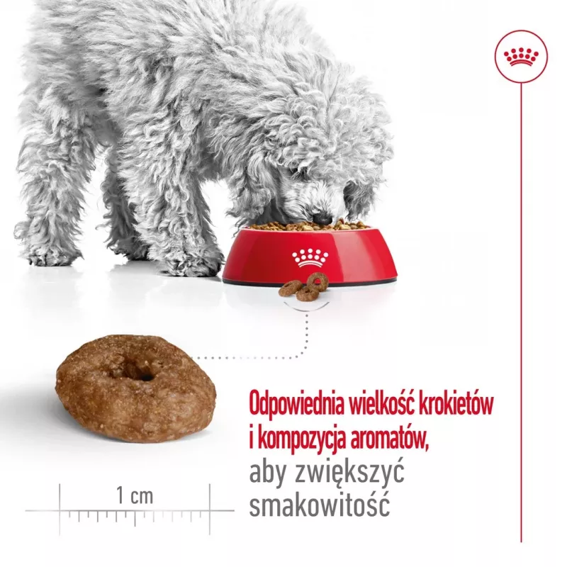 ROYAL CANIN Mini Ageing Adult +12 - Pienso para perros - 3,5 kg