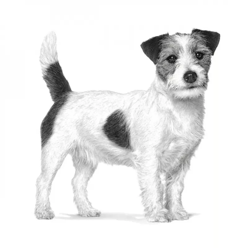 Alimento seco para perros Royal Canin Gastrointestinal Low Fat Small — 1,5 kg, fórmula baja en grasa para perros adultos pequeños