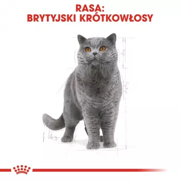 Royal Canin British Shorthair Adult pienso seco para gatos 4 kg
