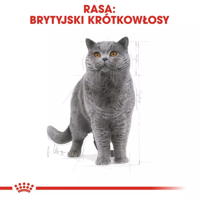 Royal Canin British Shorthair Adult pienso seco para gatos 4 kg