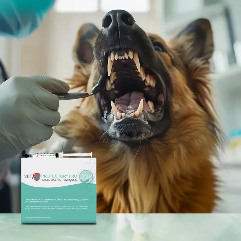 Gel de higiene bucal JM Sante Vet Protector — para boca y encías, higiene bucal veterinaria