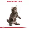 Comida seca para gatos Royal Canin Maine Coon Kitten 2 kg — aves, proteína 36%, grasa 23%