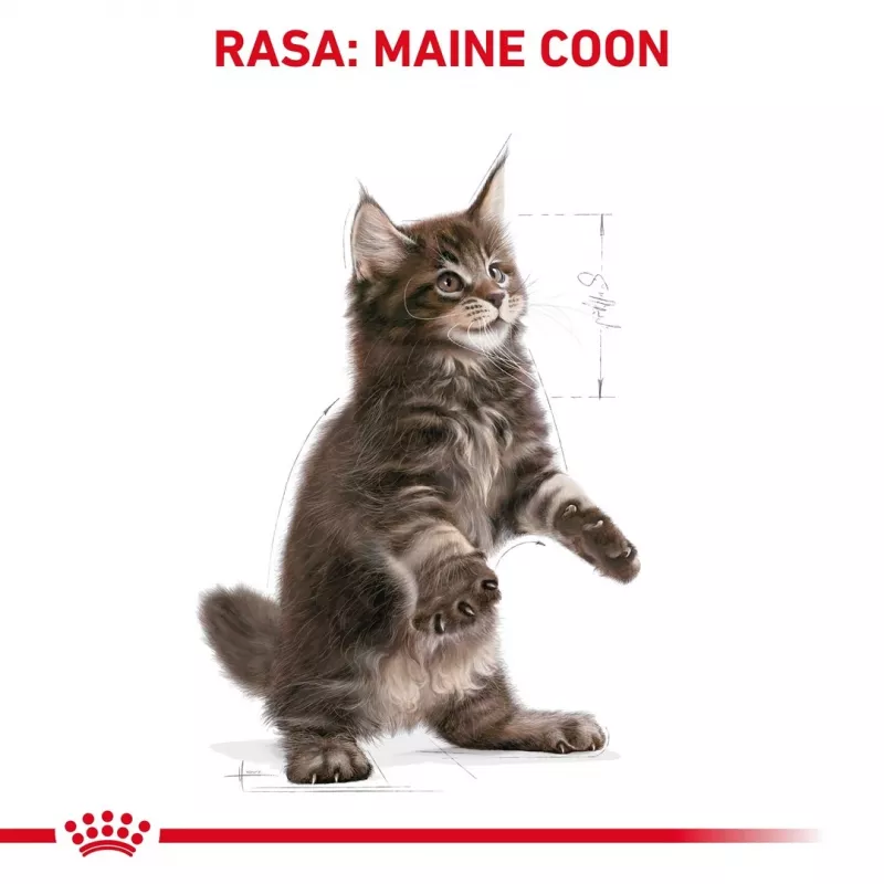 Comida seca para gatos Royal Canin Maine Coon Kitten 2 kg — aves, proteína 36%, grasa 23%