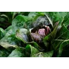Semillas de hortalizas lechuga achicoria Palla Rossa 3 Toraf, paquete de 5g