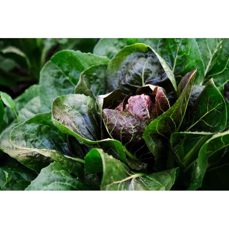 Semillas de hortalizas lechuga achicoria Palla Rossa 3 Toraf, paquete de 5g