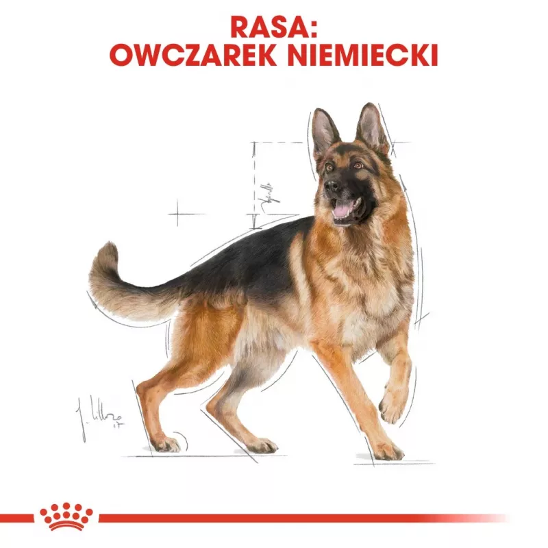Pienso para perros Royal Canin German Shepherd Adult, 11 kg — raza grande, ave, 24 % proteína, 19 % grasa