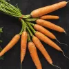 PNOS zanahoria comestible Lenka semillas en cinta, 6 m