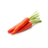 PNOS zanahoria comestible Dolanka semillas en cinta, 6 m