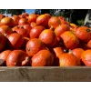 Semillas de hortalizas calabaza Uchiki Kuri Toraf, paquete de 5g