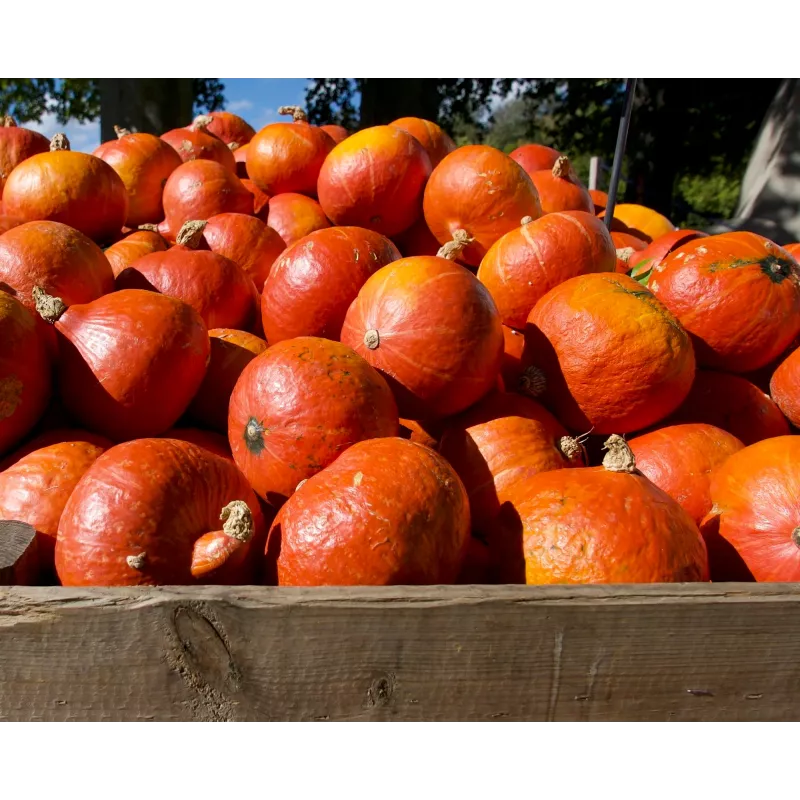 Semillas de hortalizas calabaza Uchiki Kuri Toraf, paquete de 5g