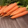 PNOS zanahoria comestible Lenka semillas en cinta, 6 m