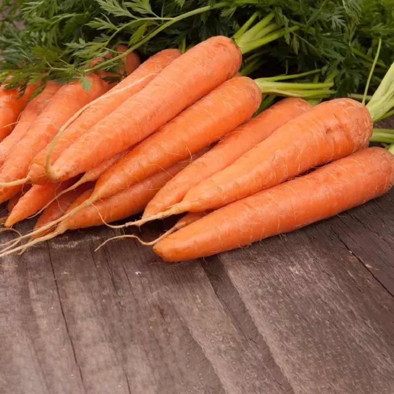 PNOS zanahoria comestible Lenka semillas en cinta, 6 m