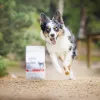RAW PALEO Ultra Medium&Large Adult ternera - comida seca para perros - 10 kg